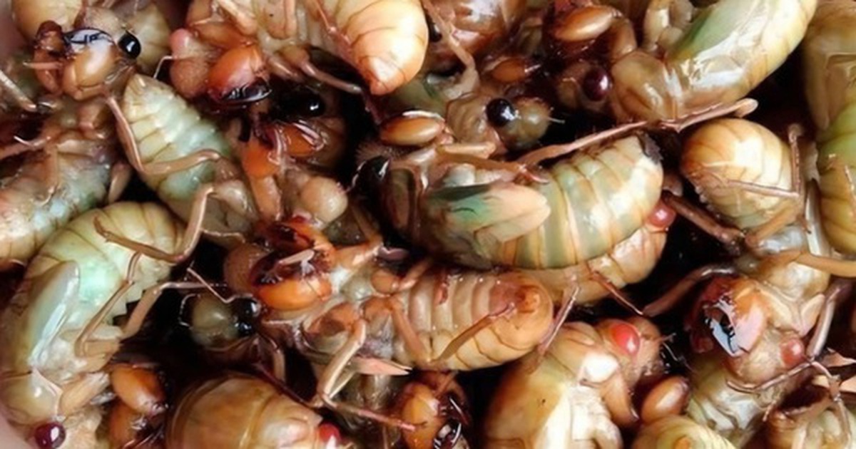 Tò mò ăn ve sầu chiên, nhiều người phải cấp cứu sau bữa ăn