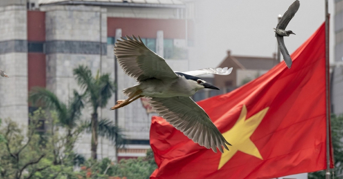 Chim hoang dã xuất hiện, săn mồi giữa Hồ Gươm (Hà Nội)