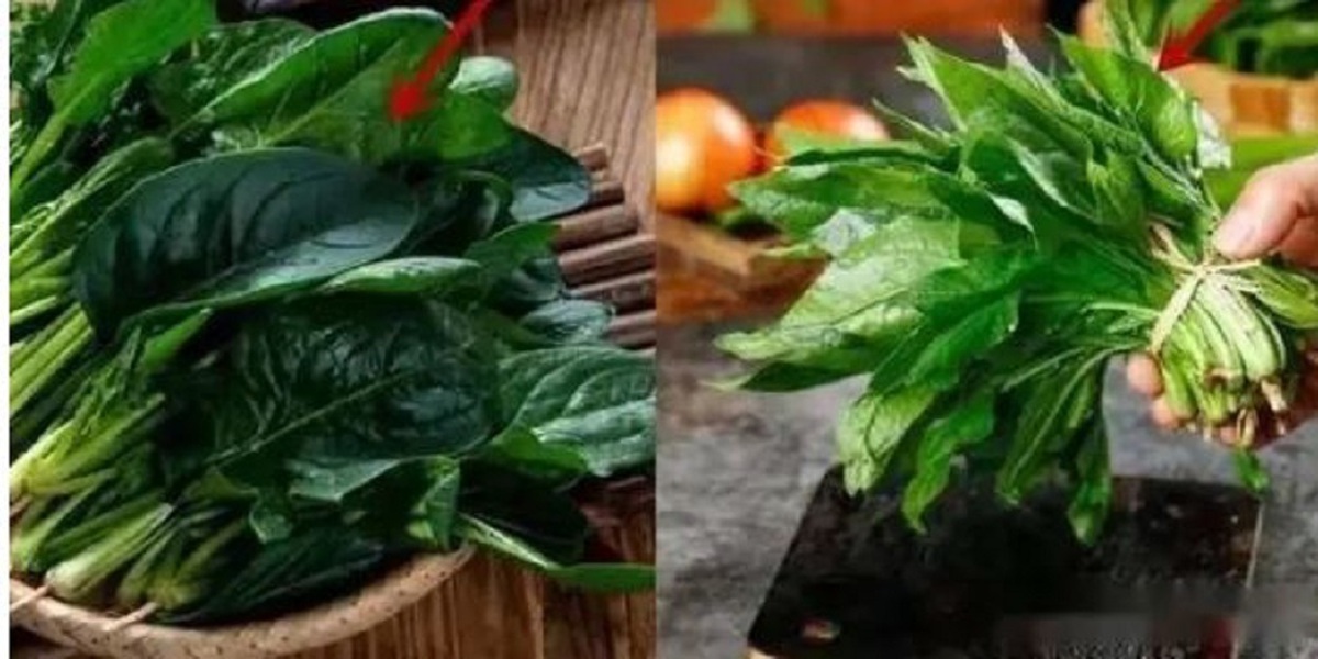 Cải bó xôi vì sao có lúc ngọt, lúc chát?