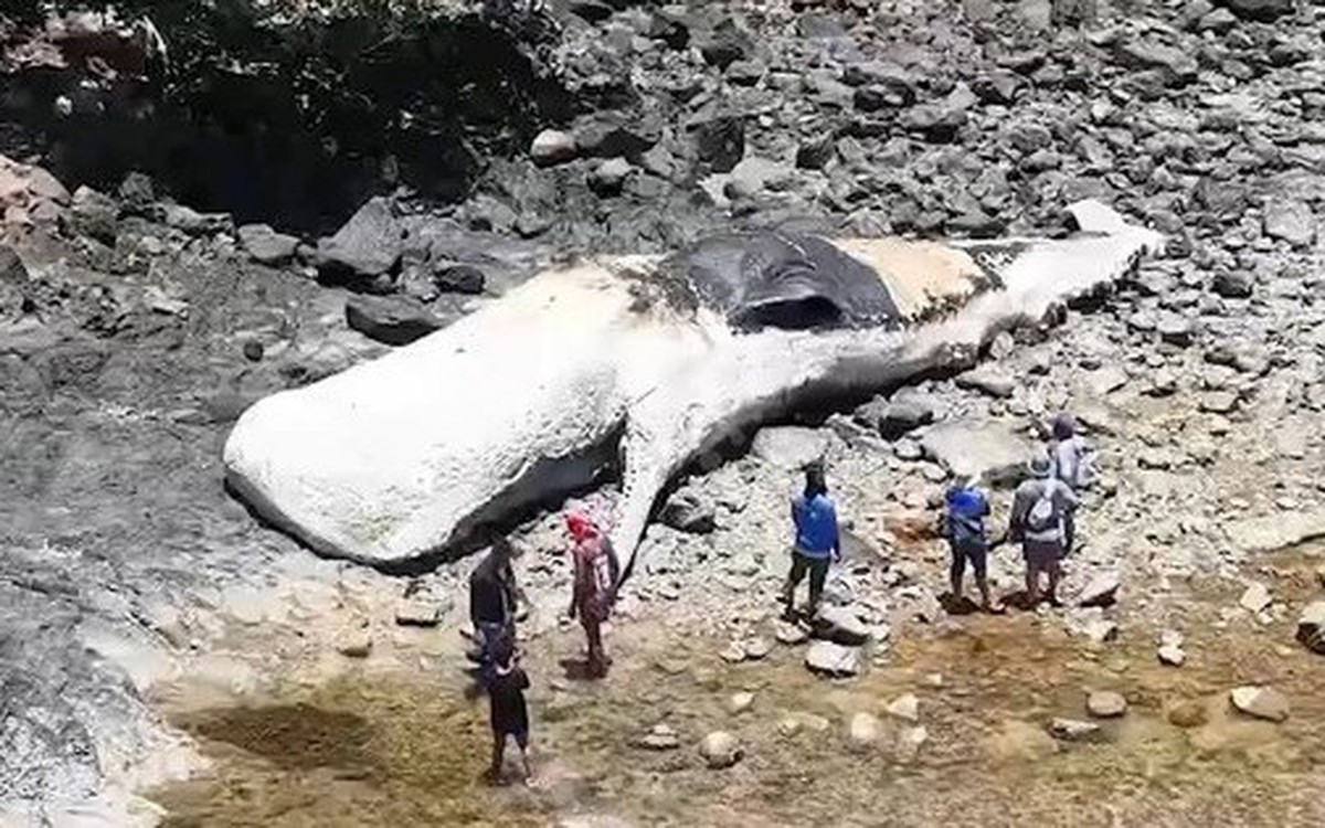 Ngư dân phát hiện xác cá voi nhà táng dài 15 mét trôi dạt vào bờ biển