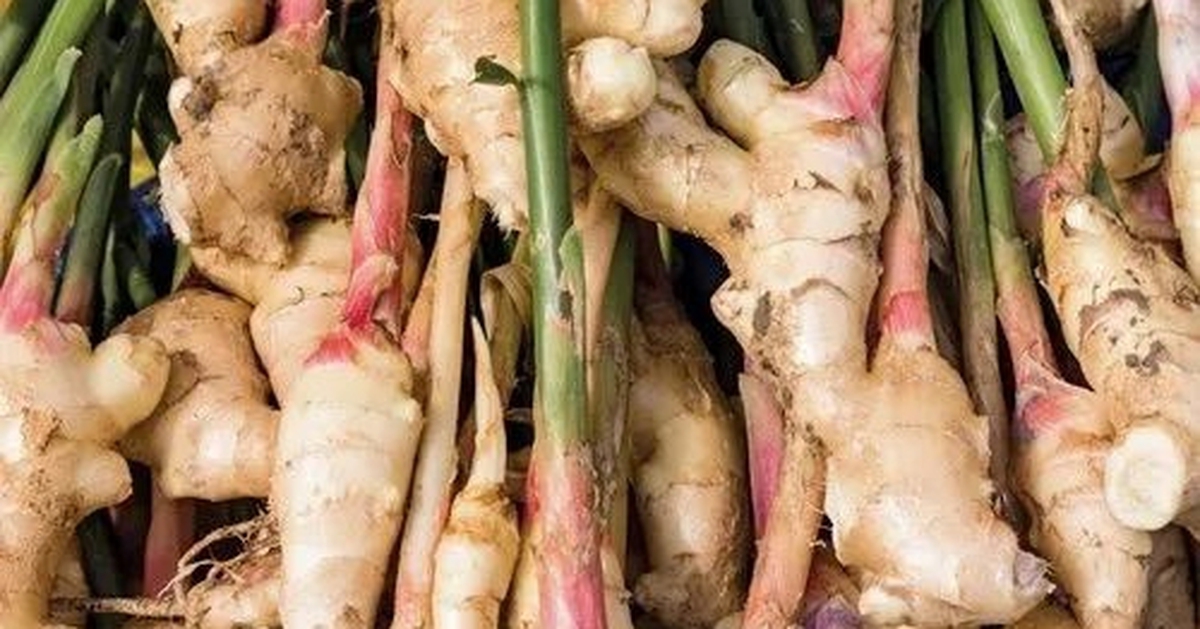 Chuyên gia mách gia đình cách trồng riềng năng suất cao