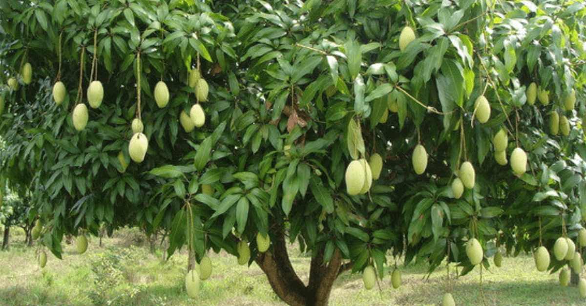 Chuyên gia chia sẻ bí quyết giúp gia đình trồng xoài sai quả
