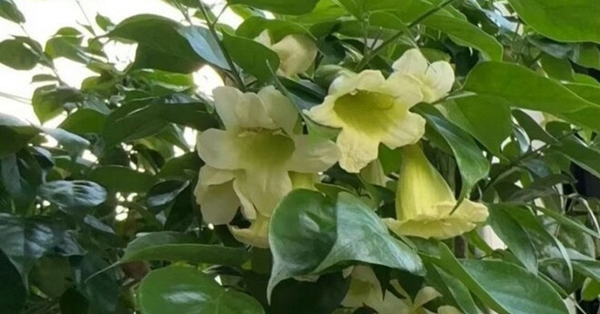 4 lời khuyên dành cho các gia đình đang trồng cây hạnh phúc