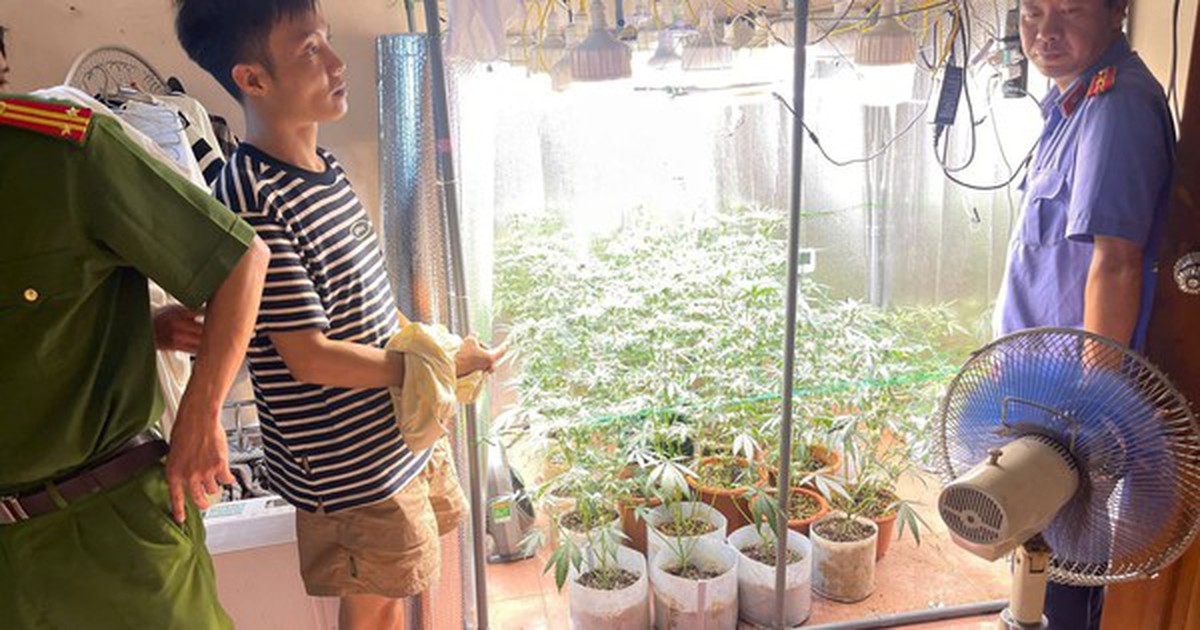 Phát hiện "vườn" cần sa được trồng một cách tinh vi, hiện đại trong phòng ngủ