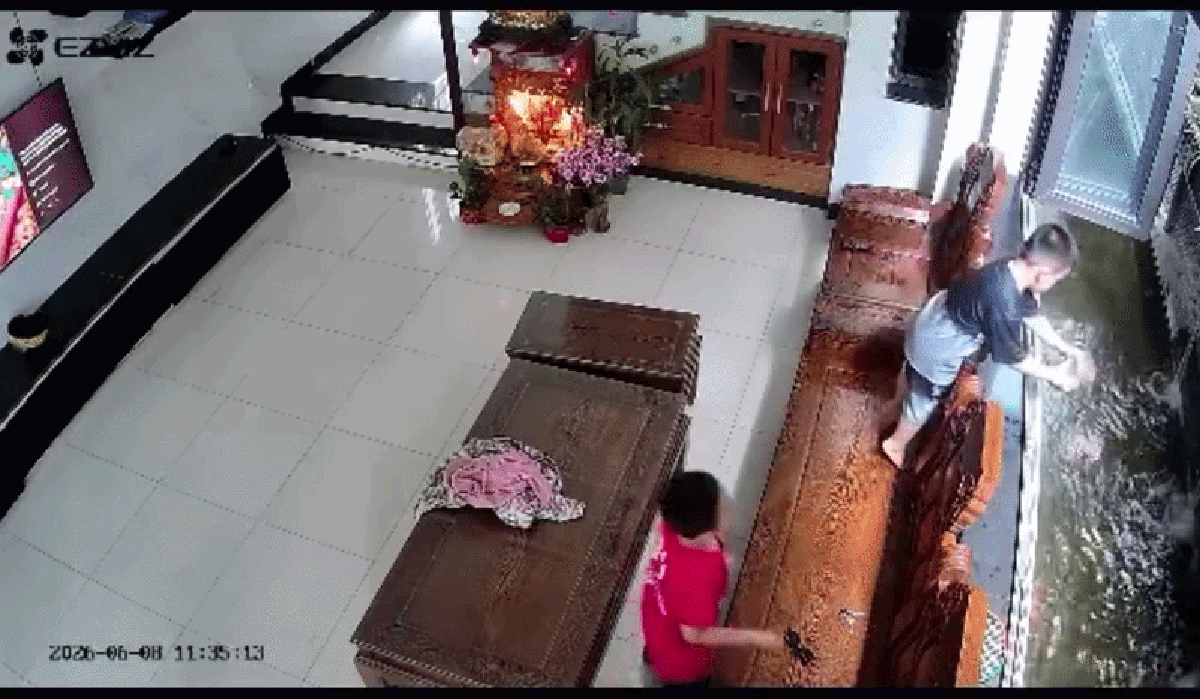 Đàn cá Koi Nhật hơn chục con lăn ra chết, camera tiết lộ nguồn cơn từ hành động của “khối nghỉ hè”