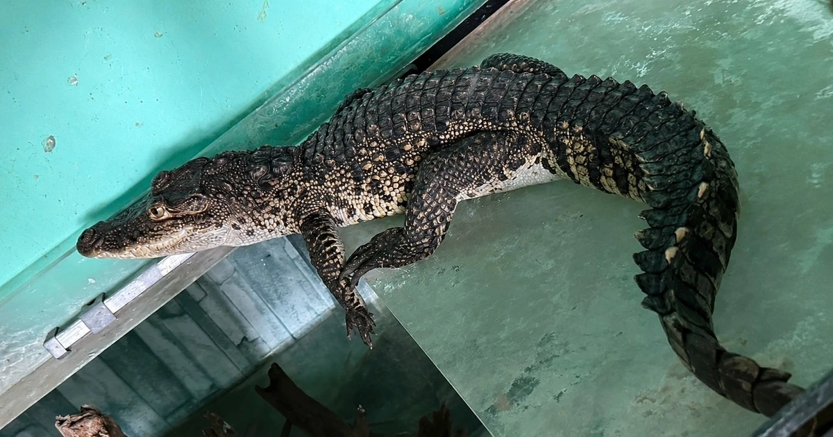 Cá sấu dài cả mét đi lạc vào nhà dân ở Huế