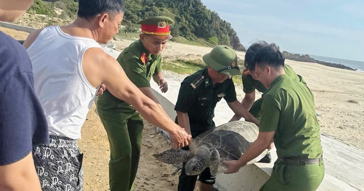 Bắt gặp "vị khách" quý trong lưới, ngư dân có hành động bất ngờ