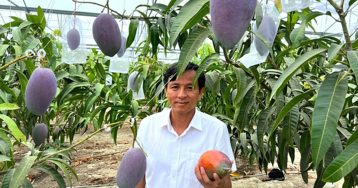 Giống xoài đắt đỏ bậc nhất thế giới 1,7 triệu/1 quả: Trồng thành công tại Việt Nam