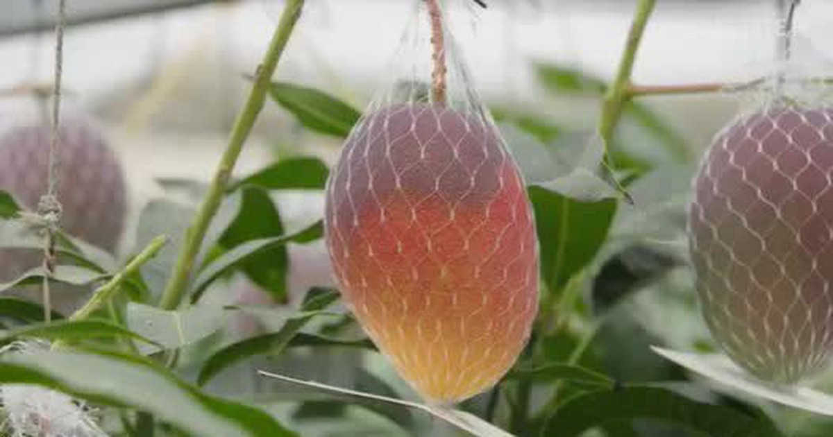 Giống xoài lạ đắt bậc nhất thế giới, mỗi cây chỉ có 5-7 quả: Đã thu hoạch lứa đầu tiên ở Việt Nam!