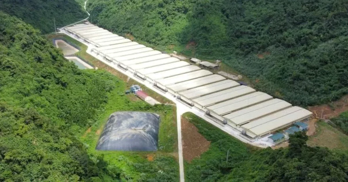 Ba người tử vong do tai nạn ở trang trại nuôi lợn tại Thanh Hóa