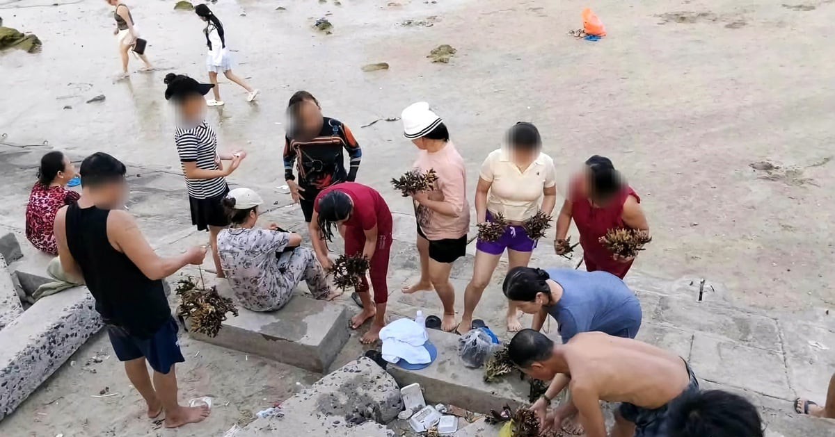 Dù có biển cấm, nhóm du khách vẫn bẻ, nhặt san hô ở Hòn Chồng mang về