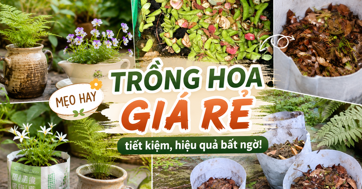 Bài viết