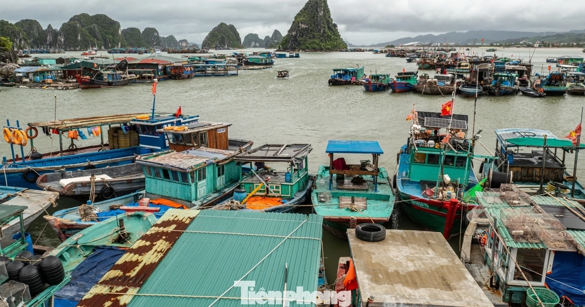 Quảng Ninh: Đưa hơn 3.000 lao động cùng 1.300 tàu cá về bờ tránh bão