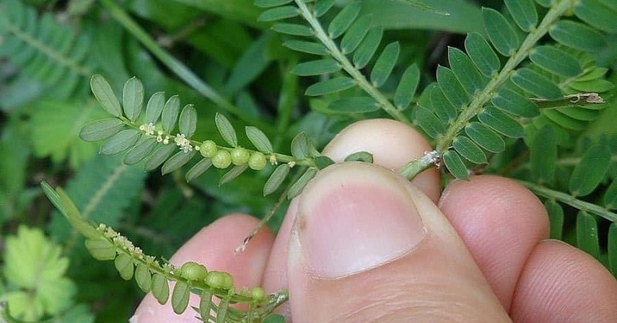 Vì sao gọi là cây chó đẻ?