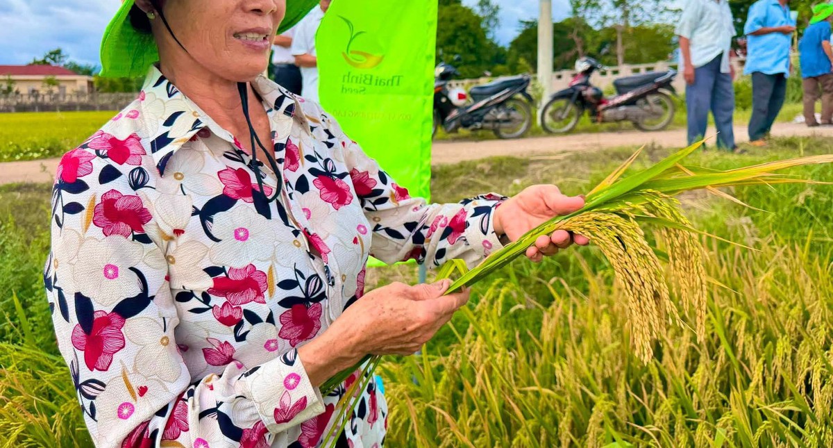 Gia Lai xuất hiện giống lúa mới, 95 ngày đã cho thu hoạch, chống đổ tốt: Nông dân phải thốt lên kinh ngạc