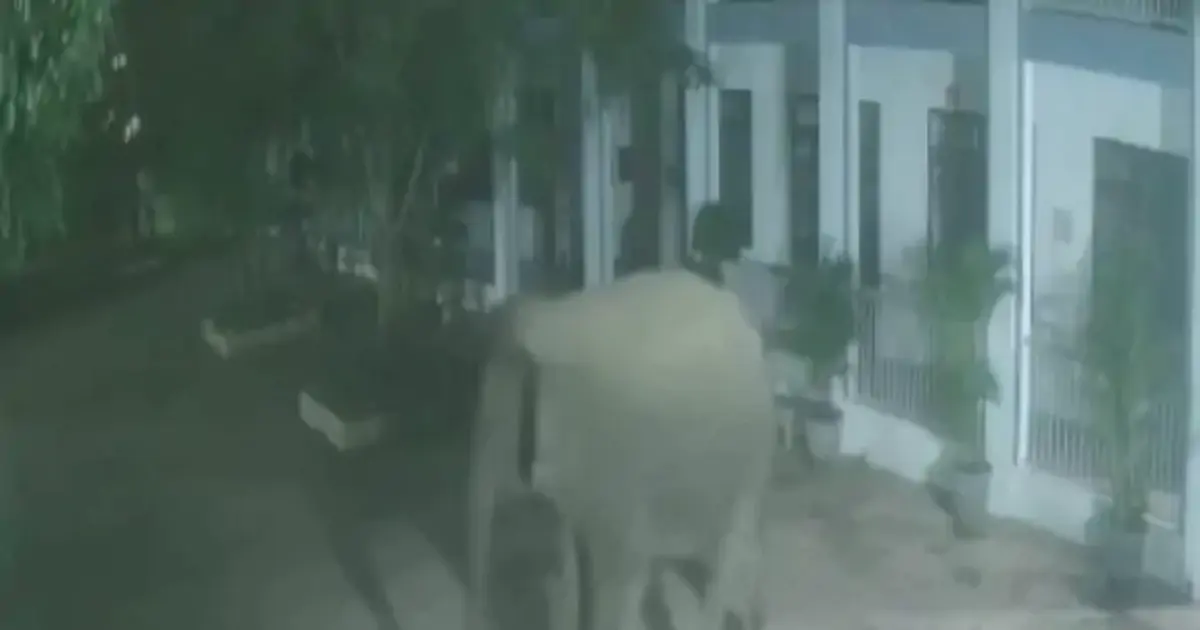 Voi rừng phá tường rào, "đột nhập" trường bán trú lúc nửa đêm