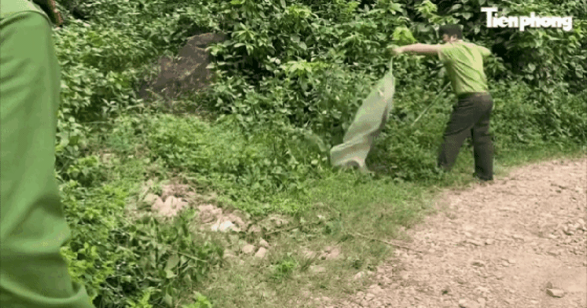 Rắn hổ trâu dài 3m bất ngờ "ghé thăm" nhà dân