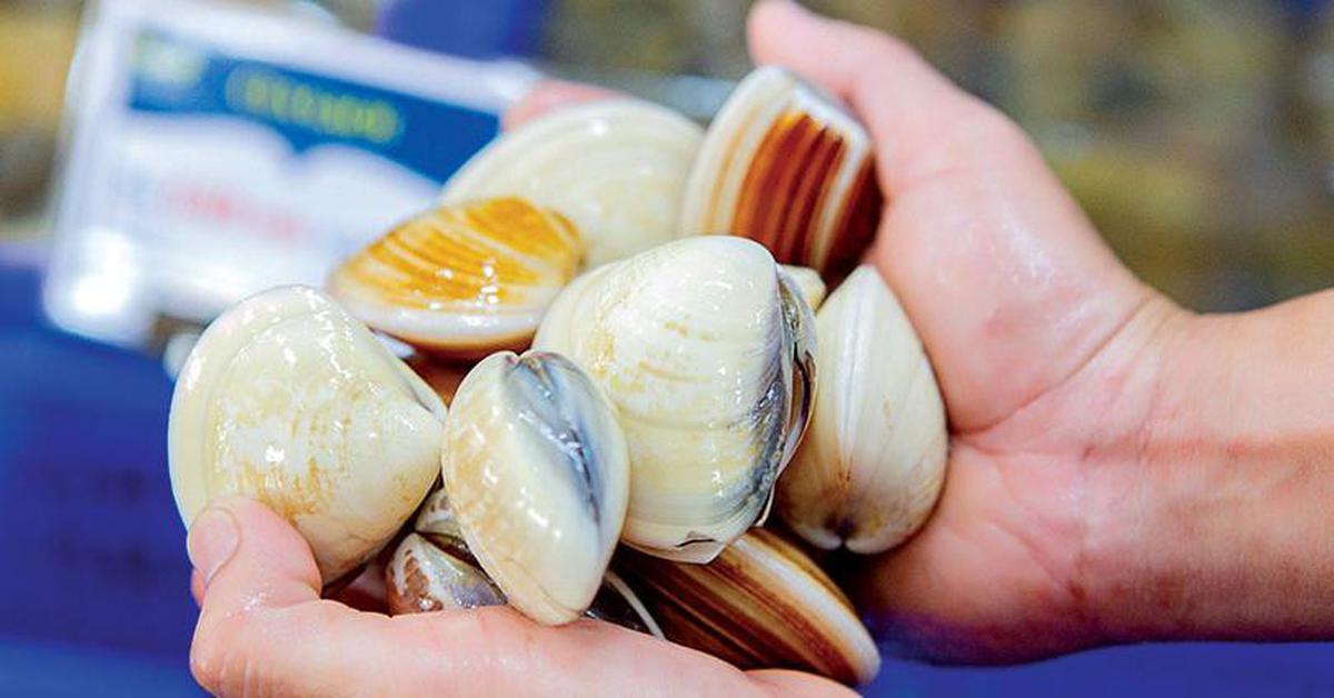 Chủ cửa hàng hải sản 30 năm nói thẳng: 4 loại ngao cho không cũng đừng lấy, ăn không ngon còn "rước bệnh vào thân"