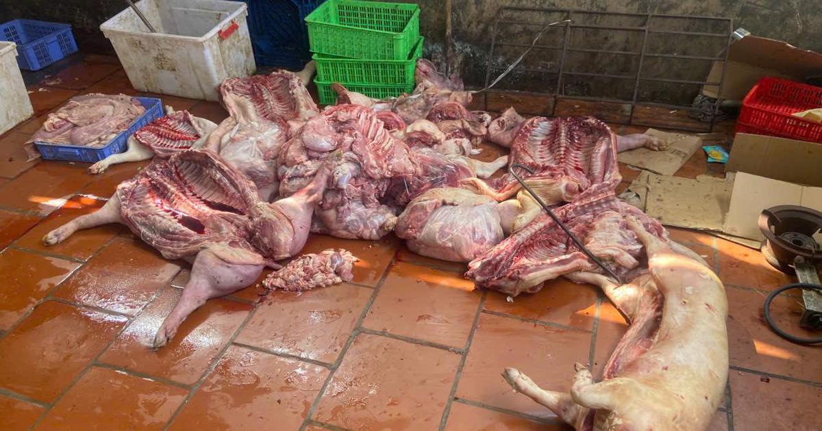 Rùng mình gần 1 tấn thịt nghi từ lợn chết chuẩn bị bán ra thị trường, 7 mẫu dương tính với dịch tả lợn châu Phi