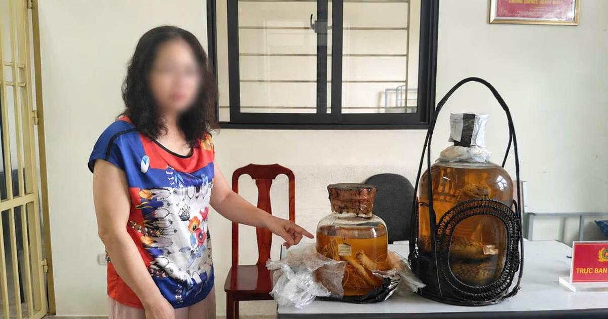 Lệnh bắt khẩn cấp người phụ nữ 55 tuổi mua bình rượu rắn hổ mang chúa