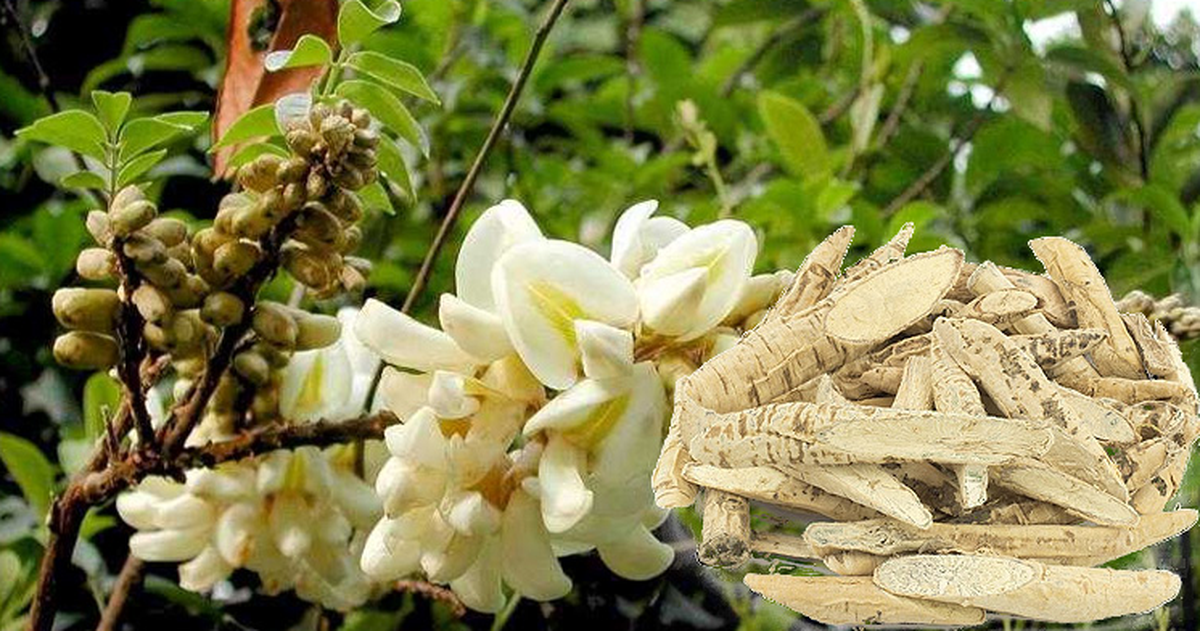 Dù bị can ngăn, anh nông dân quyết trồng loại củ ở độ sâu 20cm: 5 năm sau "báu vật tiền tỷ" xuất hiện