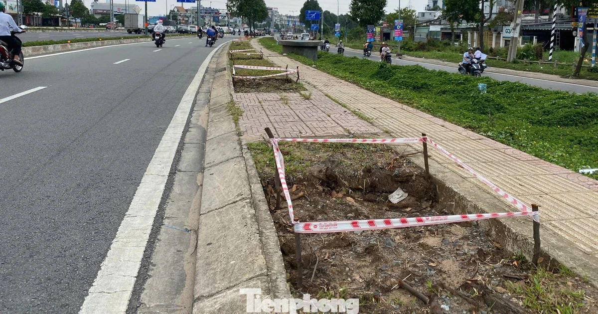 Đốn hạ gần 200 cây xanh để thi công Vành đai 2