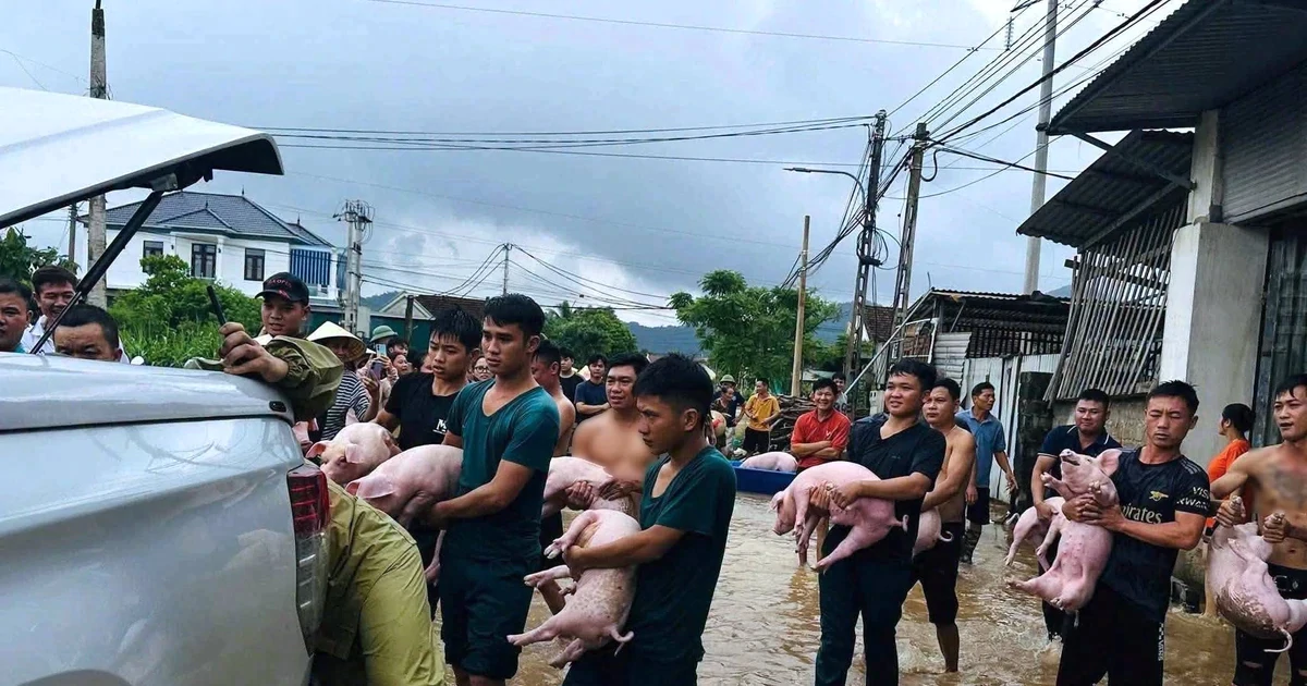 Hàng chục người "giải cứu" đàn lợn ra khỏi dòng nước lũ