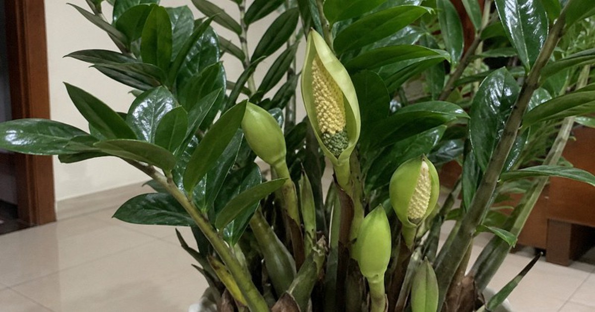 4 lời khuyên khi trồng cây kim tiền