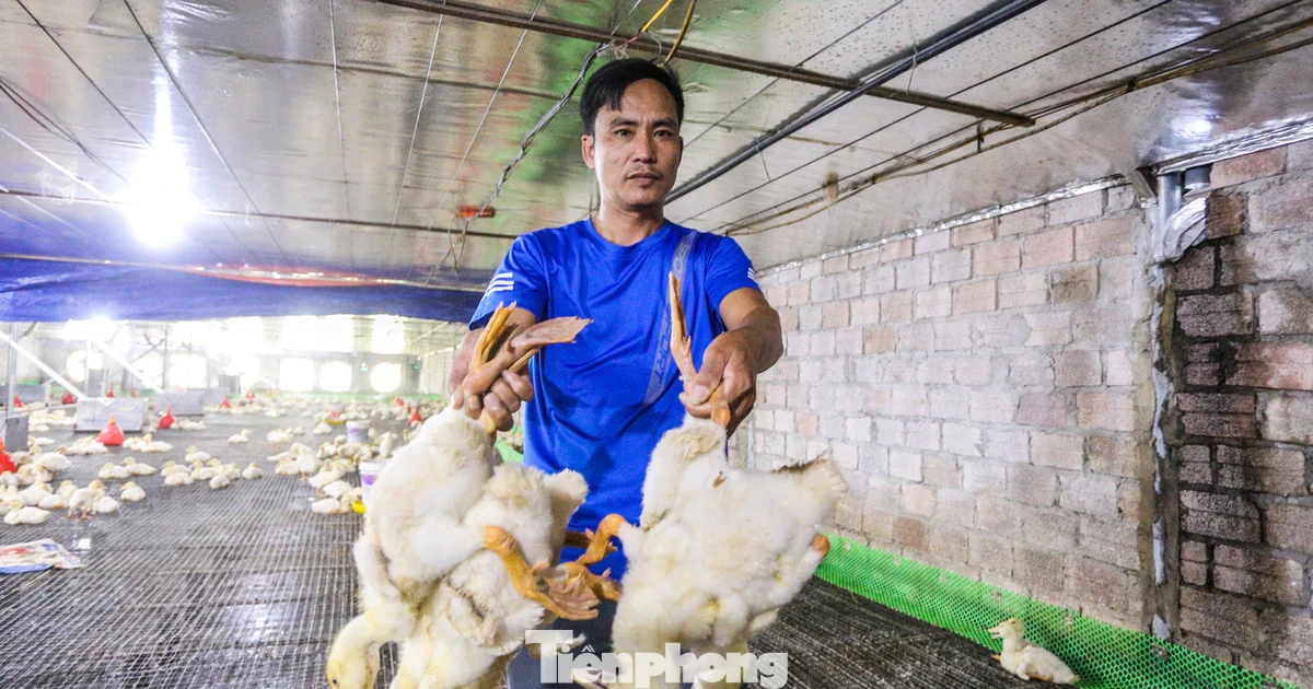 60.000 con gà, vịt chết ngạt sau lũ, chủ trang trại xin ngân hàng giãn nợ