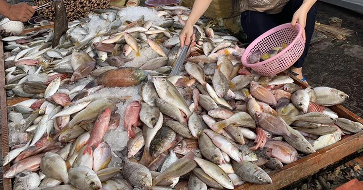 Không phải cá hồi, đây mới là 4 loại cá "tốt nhất cho sức khỏe" theo chuyên gia Mỹ: Việt Nam rất nhiều