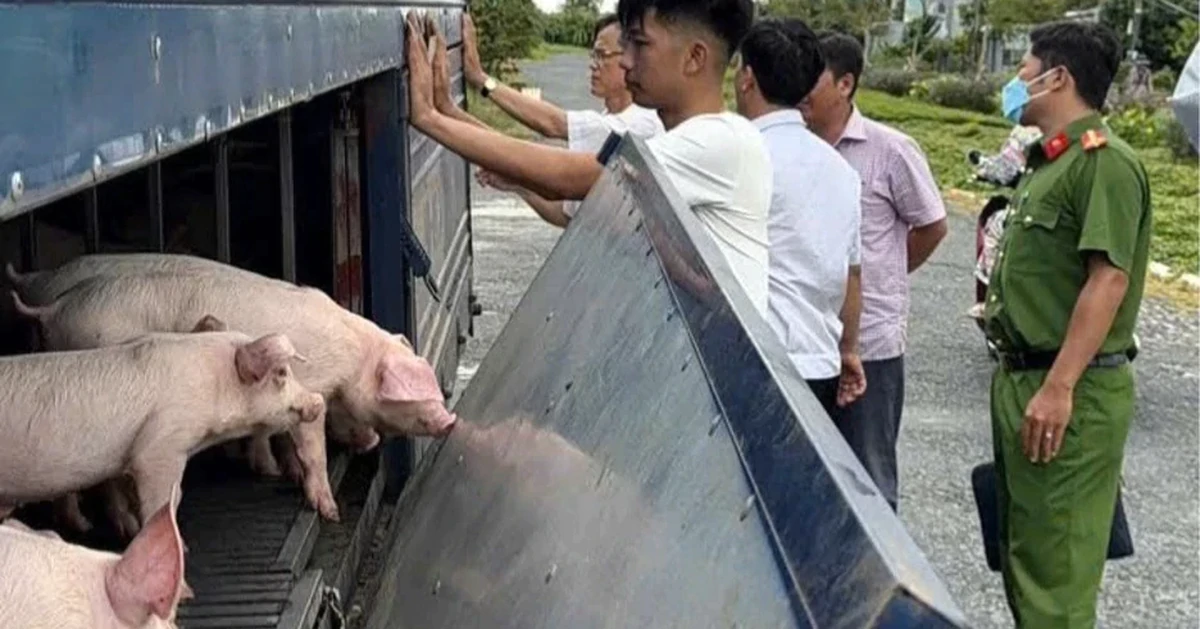 Phát hiện xe tải chở 54 con lợn mắc dịch tả lợn châu Phi