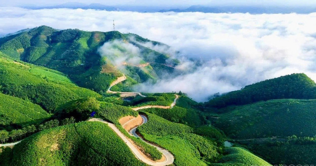 Siêu vùng 143.000ha của Việt Nam: Nắm giữ loài cây "chạm mây", cứ trồng là hái ra tiền triệu USD
