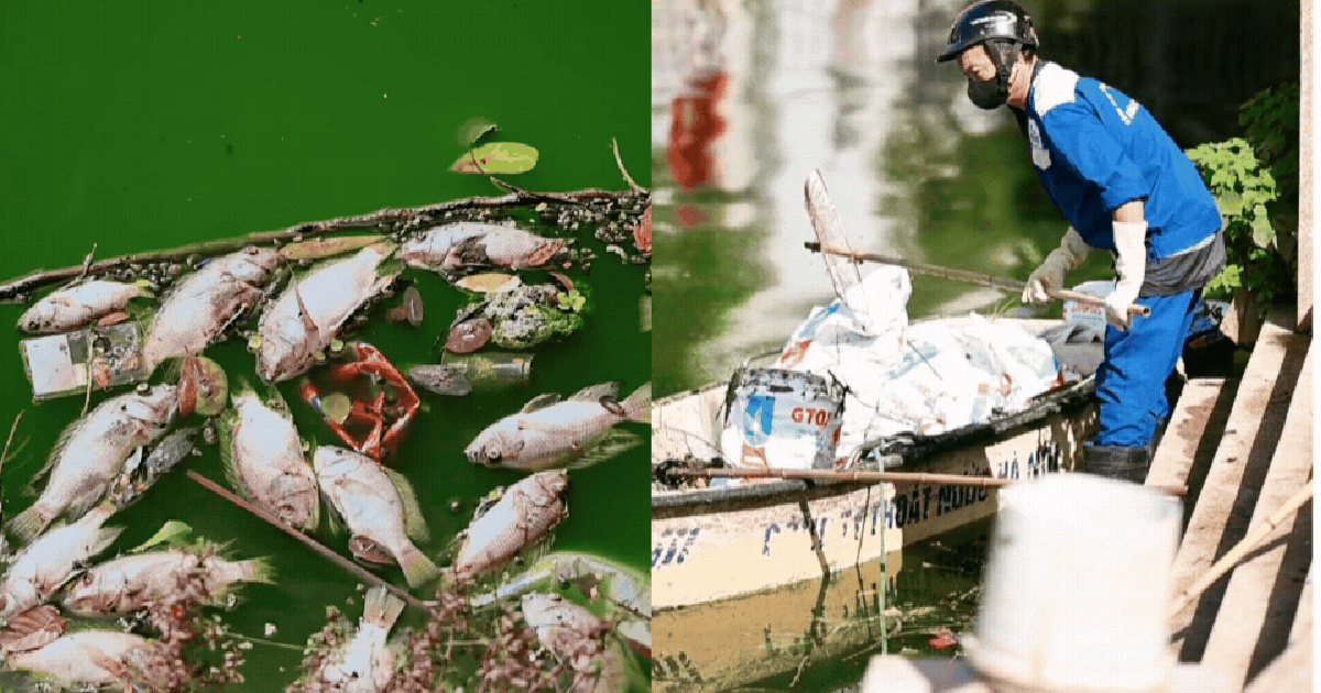Cá chết nổi lềnh phềnh ở Công viên Nghĩa Đô (Hà Nội), người đi tập thể dục: "Không thể thở được"