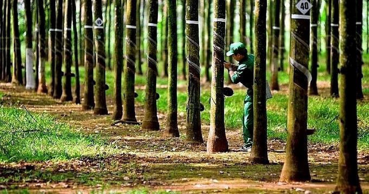 Công ty từng thuộc hệ sinh thái GVR, doanh thu 900 tỷ: Nay sắp biến mất khỏi sàn, toàn bộ lao động đã nghỉ việc
