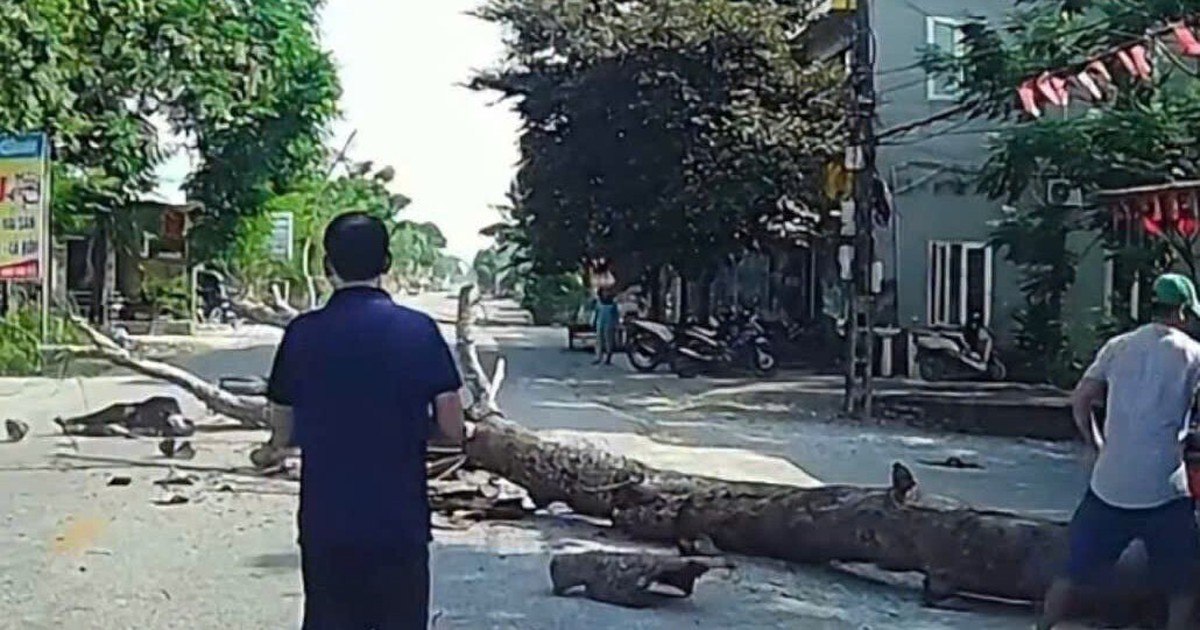 Bị cây đang cưa ven đường đổ trúng, người đi xe máy tử vong