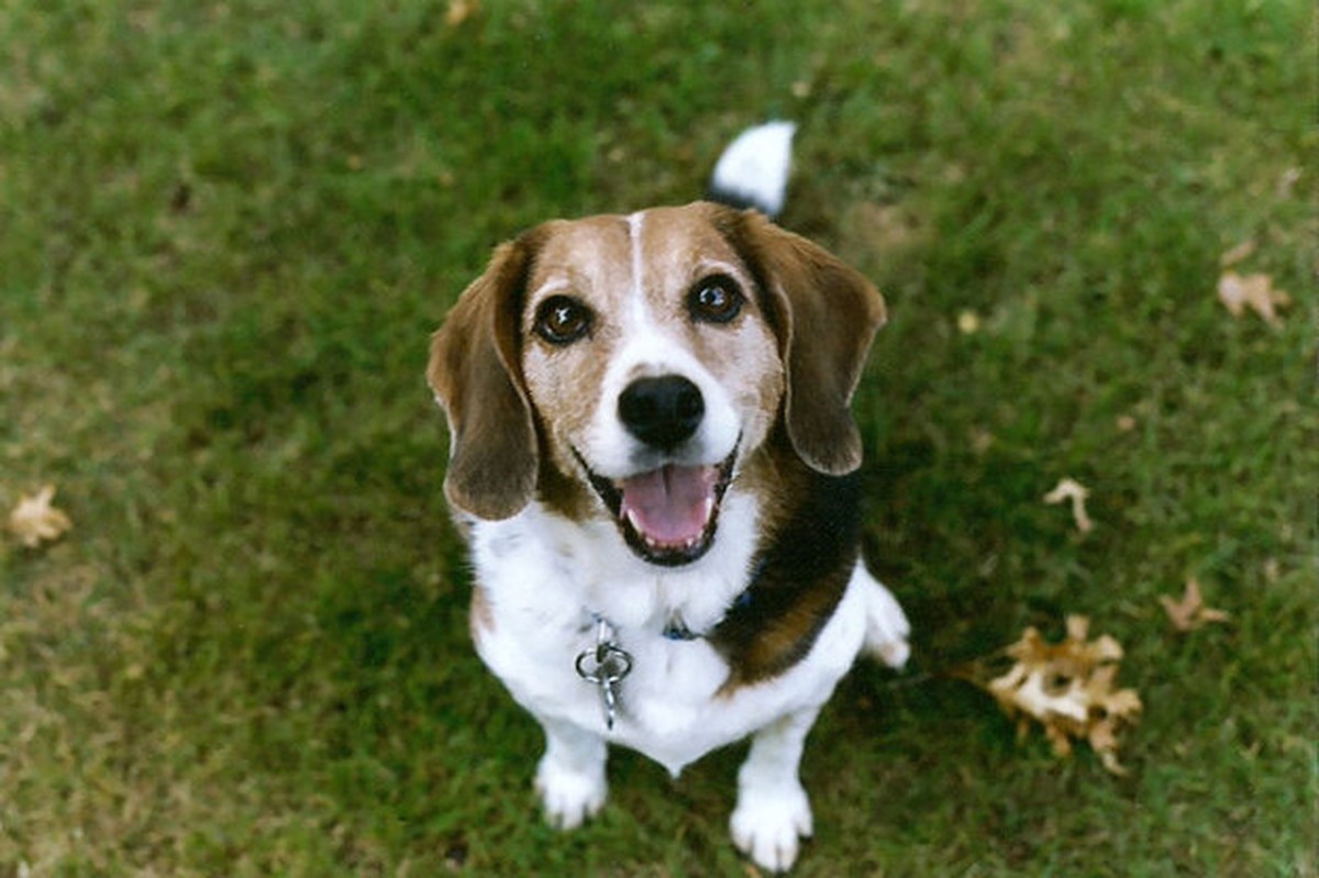 28 chú chó beagle khiến bạn yêu ngay từ cái nhìn đầu tiên - 28 chú chó ...