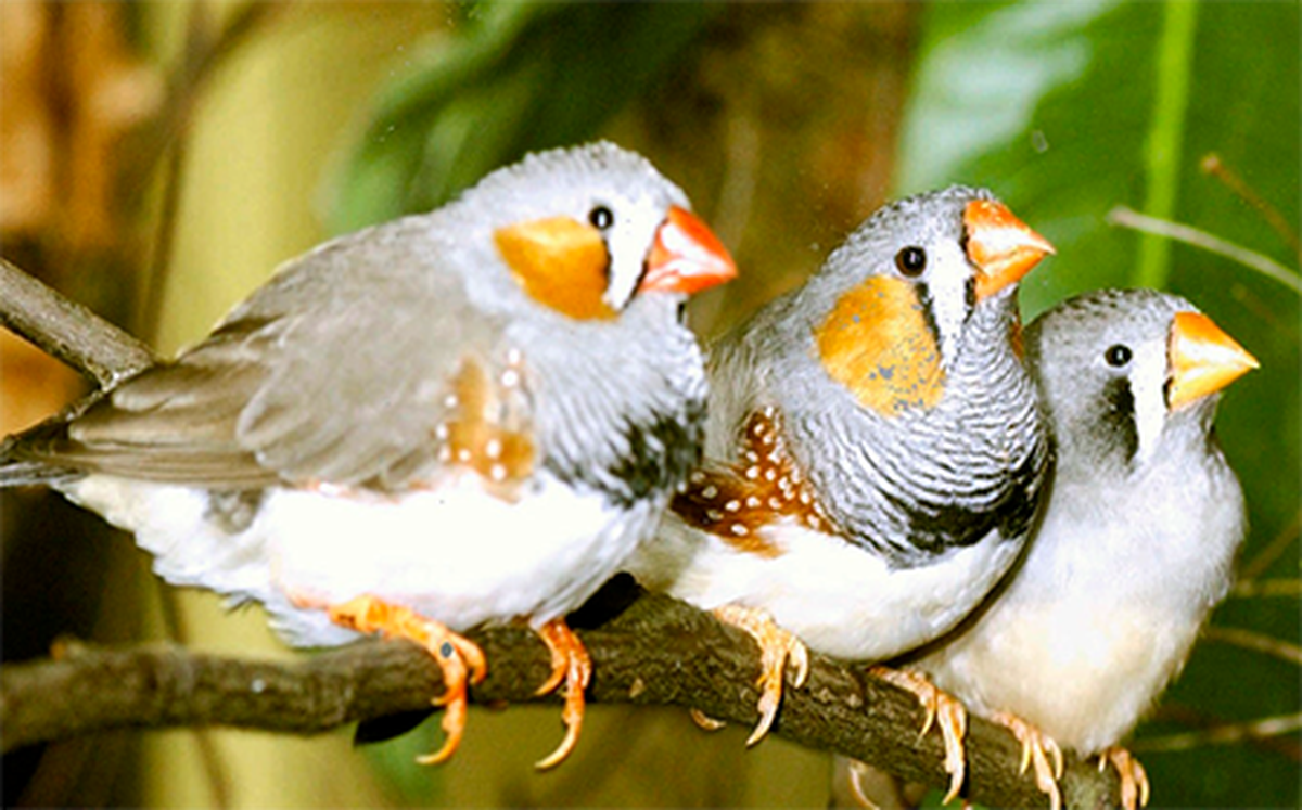 Phát hiện mới: loài chim cũng biết 