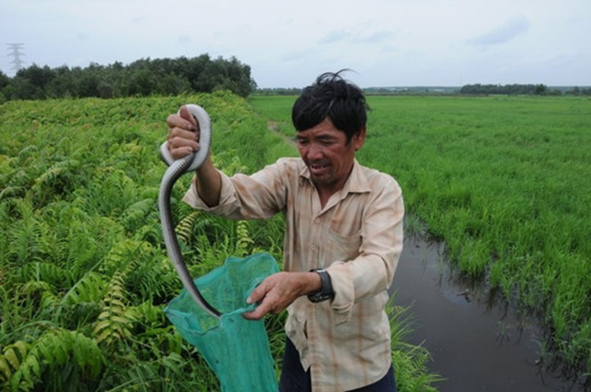 Săn rắn độc ở... Sài Gòn