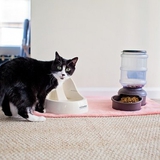 Làm thế nào để giữ nhà luôn sạch sẽ khi nuôi mèo?