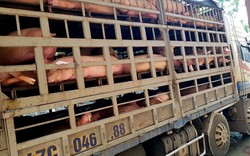 Bắt giữ 4 xe ô tô chở lợn nhiễm dịch tả Châu Phi trên đường tiêu thụ