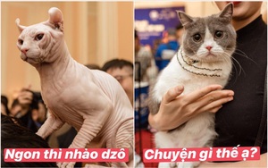 Nhan sắc dàn "đại boss" trong triển lãm mèo ở Hà Nội: Nét đẹp độc lạ chiếm spotlight hay vẻ cute vô số tội được yêu hơn?