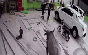 Clip: Trâu nổi điên lao vào garage ô tô ở Thái Nguyên "cà khịa" khiến nhiều người chạy mất cả dép
