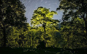 Tận mắt chứng kiến &quot;cơn mưa đom đóm&quot; thắp sáng rực khu bảo tồn về đêm, nhiếp ảnh gia ghi lại khoảnh khắc khiến dân tình mãn nhãn