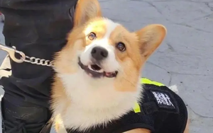 Chó Corgi cảnh sát đầu tiên ở Trung Quốc: Chân ngắn, ngây thơ nhưng điêu luyện