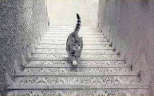Bức ảnh gây tranh cãi: Con mèo đang đi lên hay xuống?