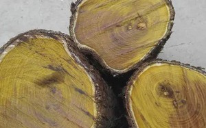 Lan đột biến không là gì, đây là loại cây có giá 9.000 tỷ đồng: Thân gỗ tỏa sáng như vàng ròng nhưng vì sao cho giống cũng không ai dám trồng?