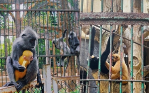 Xôn xao "scandal tình ái" khi đôi khỉ xám sinh ra một chú khỉ con lông vàng: Thảo Cầm Viên Sài Gòn lên tiếng phân trần