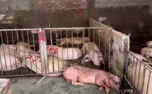 Phát hiện hơn 4.000kg thịt lợn có triệu chứng nhiễm bệnh tại Tam Đảo