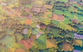 Ghé An Giang mùa lúa chín ngắm nhìn cánh đồng Tà Pạ độc đáo, đủ ô sắc màu