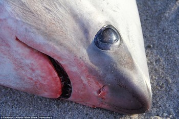 Chuyện lạ: Giờ nước Mỹ đang lạnh đến mức đến cá mập cũng phải chết cóng - Ảnh 1.